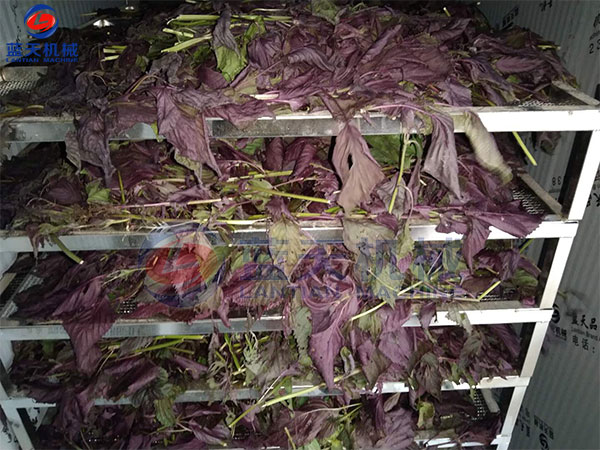 湖州藥材烘干機烘干紫蘇